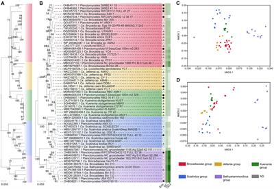 Microbial divergence and evolution. The case of anammox bacteria